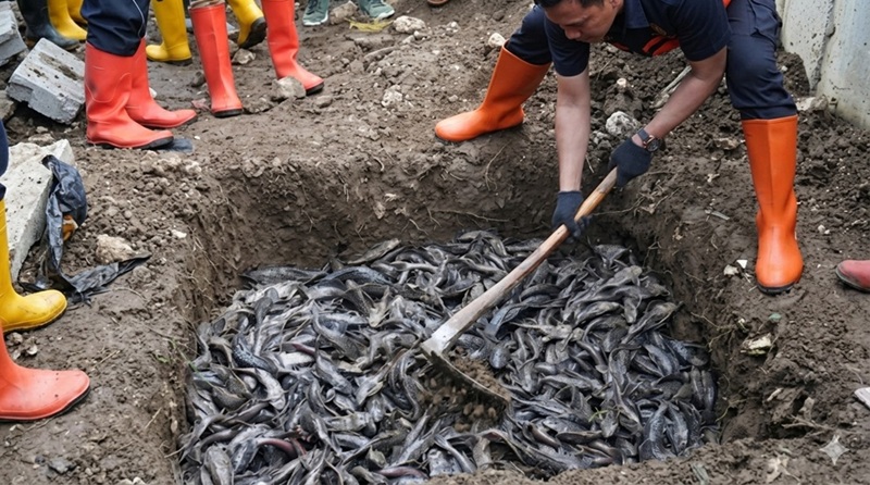 MUI Kritik Cara Pemusnahan Ikan Sapu-sapu Dikubur Hidup-hidup!